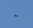 Condor